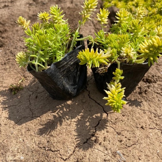 青州市 金叶佛甲草 绿叶佛甲草 佛甲草穴盘苗 现货批发