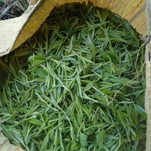 连州市高山新鲜茶叶绿茶（云雾茶）