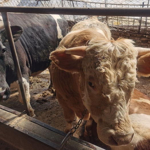 肉牛 西门塔尔四代育肥牛出售代办