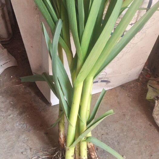 丰县红根蒜苗 45 - 50cm 