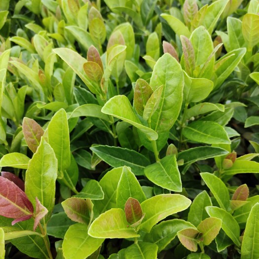 宜良县天目琼花 欧洲荚蒾