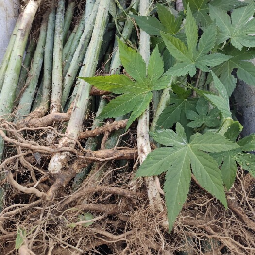 鄱阳县甜茶苗刺儿茶种苗江西种植基地
