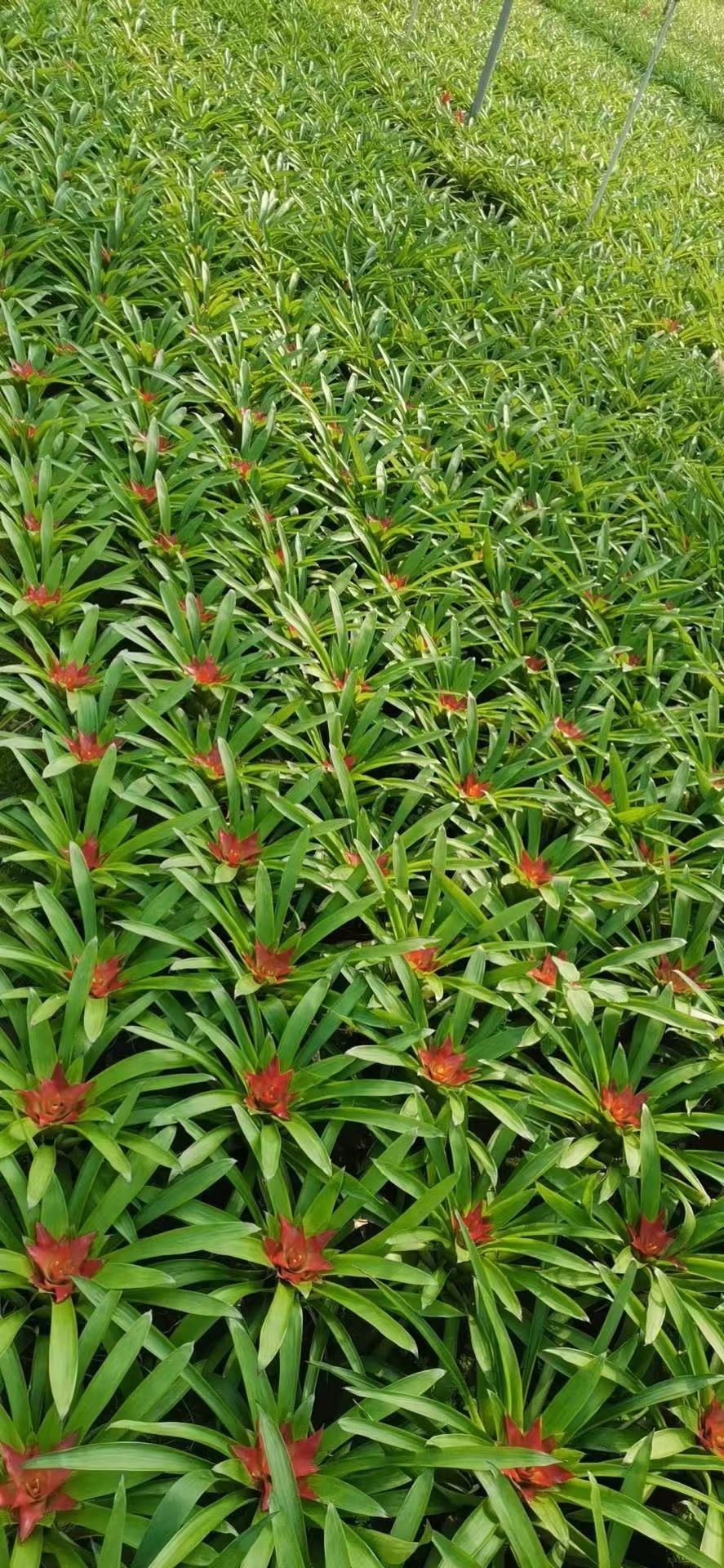  鸿运当头盆栽水培植物室内四季常青小红星绿植好养花卉凤梨花盆景
