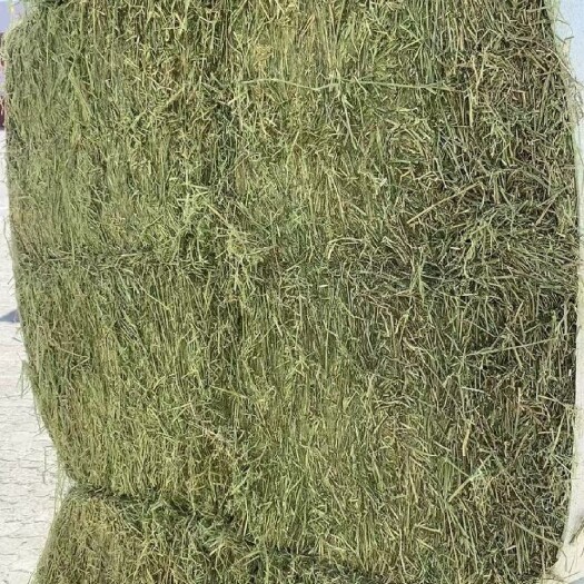 呼和浩特饲料燕麦草 燕麦