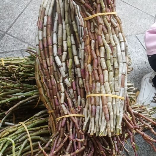 铁皮石斛