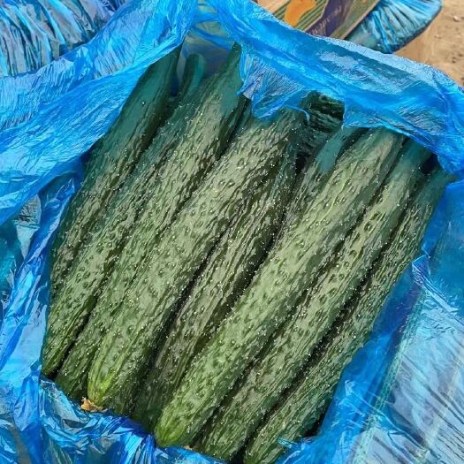 夏邑县精品密刺黄瓜