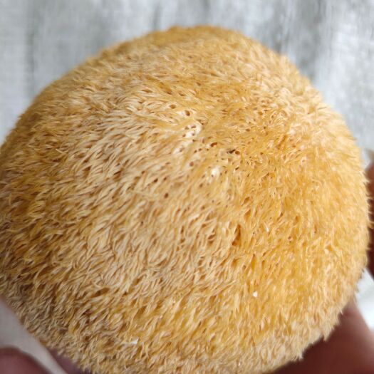 古田县干猴头菇  猴头菇猴头蘑福建特产食用菌干货农产品