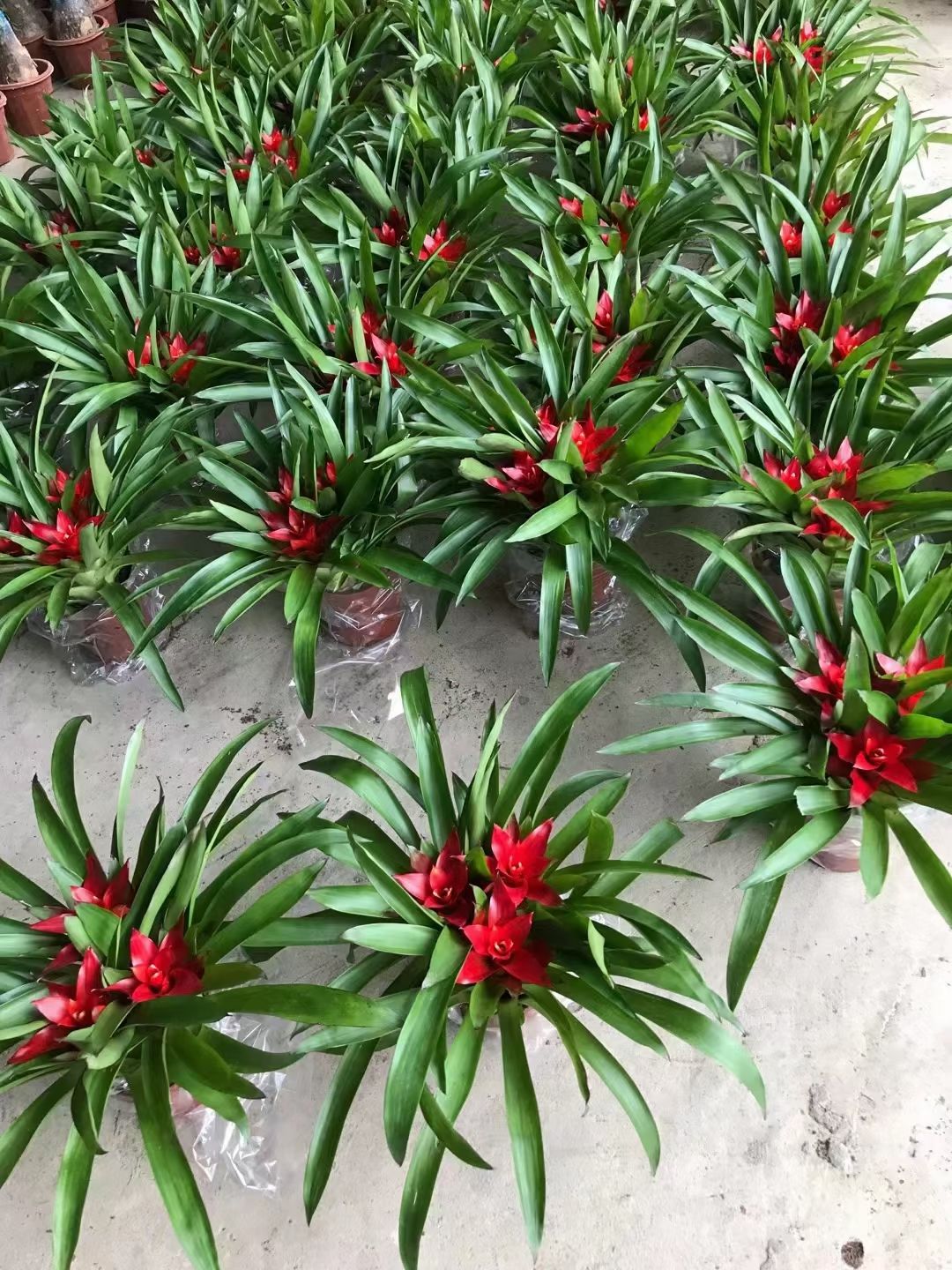  鸿运当头盆栽水培植物室内四季常青小红星绿植好养花卉凤梨花盆景