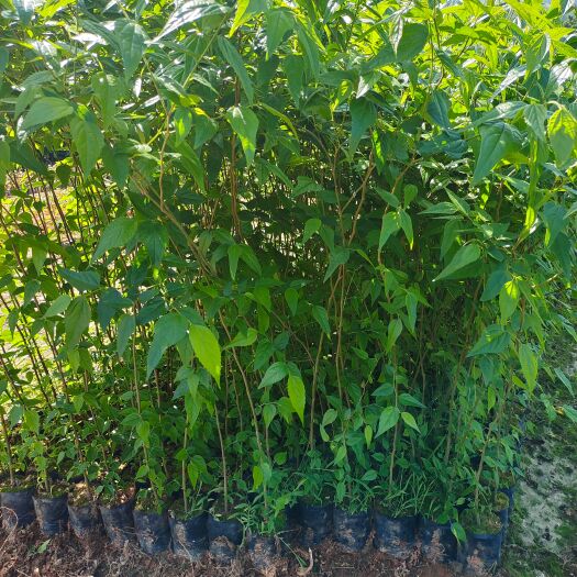广州朴树小苗
