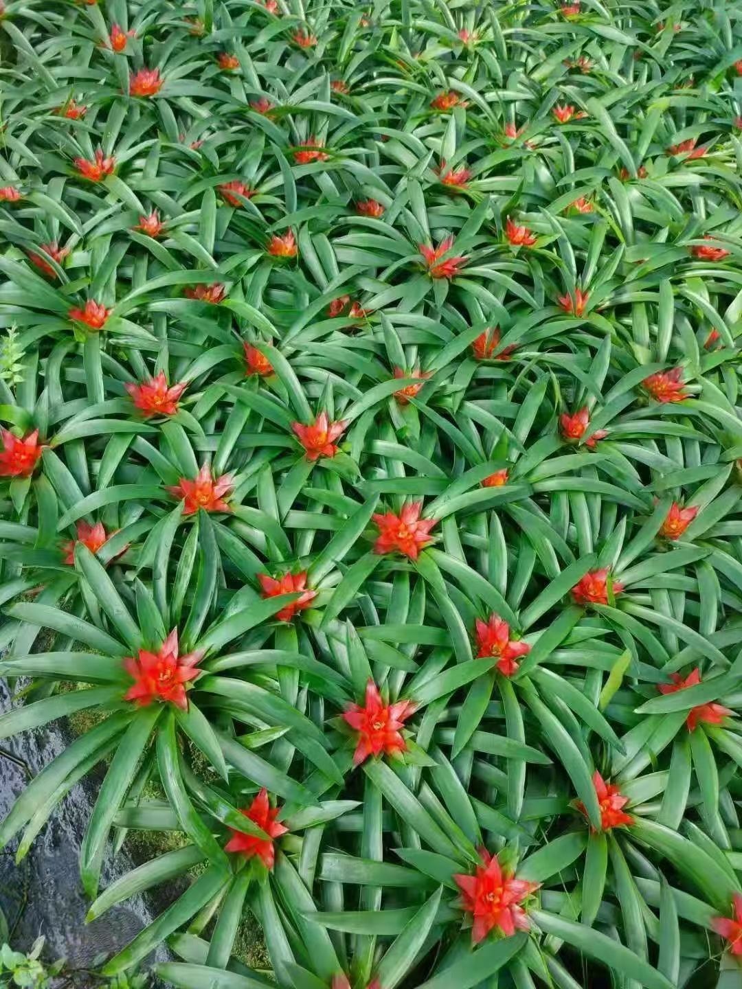  鸿运当头盆栽水培植物室内四季常青小红星绿植好养花卉凤梨花盆景