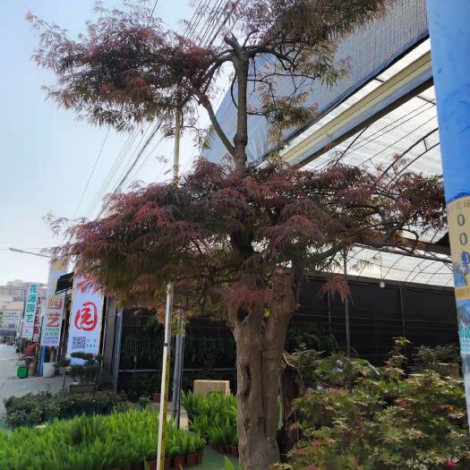 广州北美枫香 红枫老桩美国红枫树苗日本四季红枫盆栽植物室内外阳台盆景树