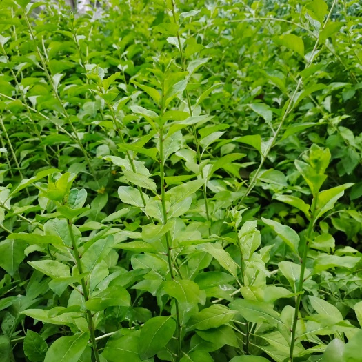 沭阳县枸杞盆栽 拘杞苗