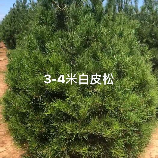 北京 白皮松
