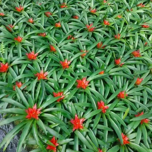 广州 鸿运当头盆栽水培植物室内四季常青小红星绿植好养花卉凤梨花盆景