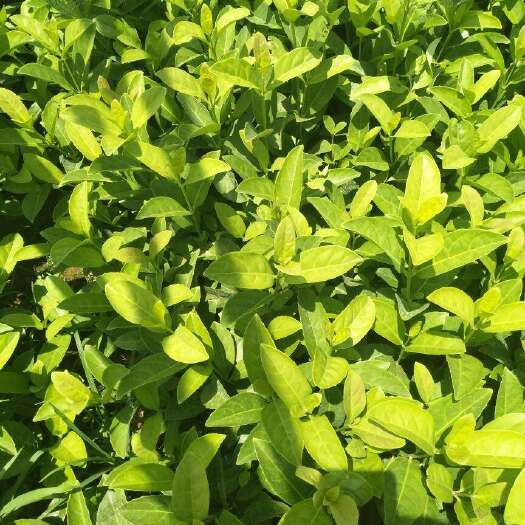 宜良县天目琼花 欧洲荚蒾