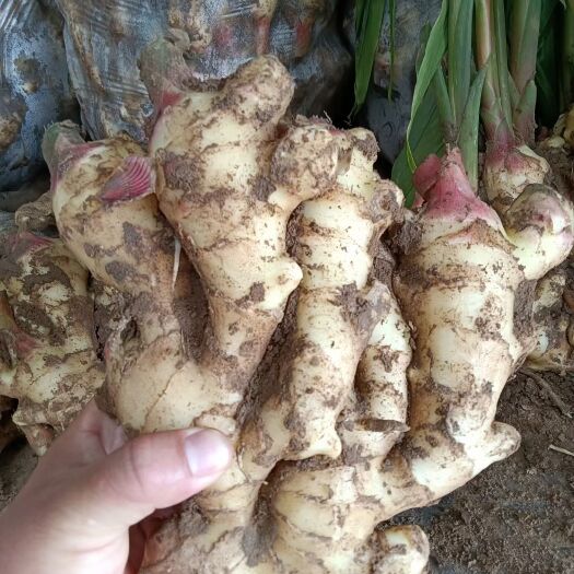 沂水县姜种368高产王大肉姜大黄姜种批发