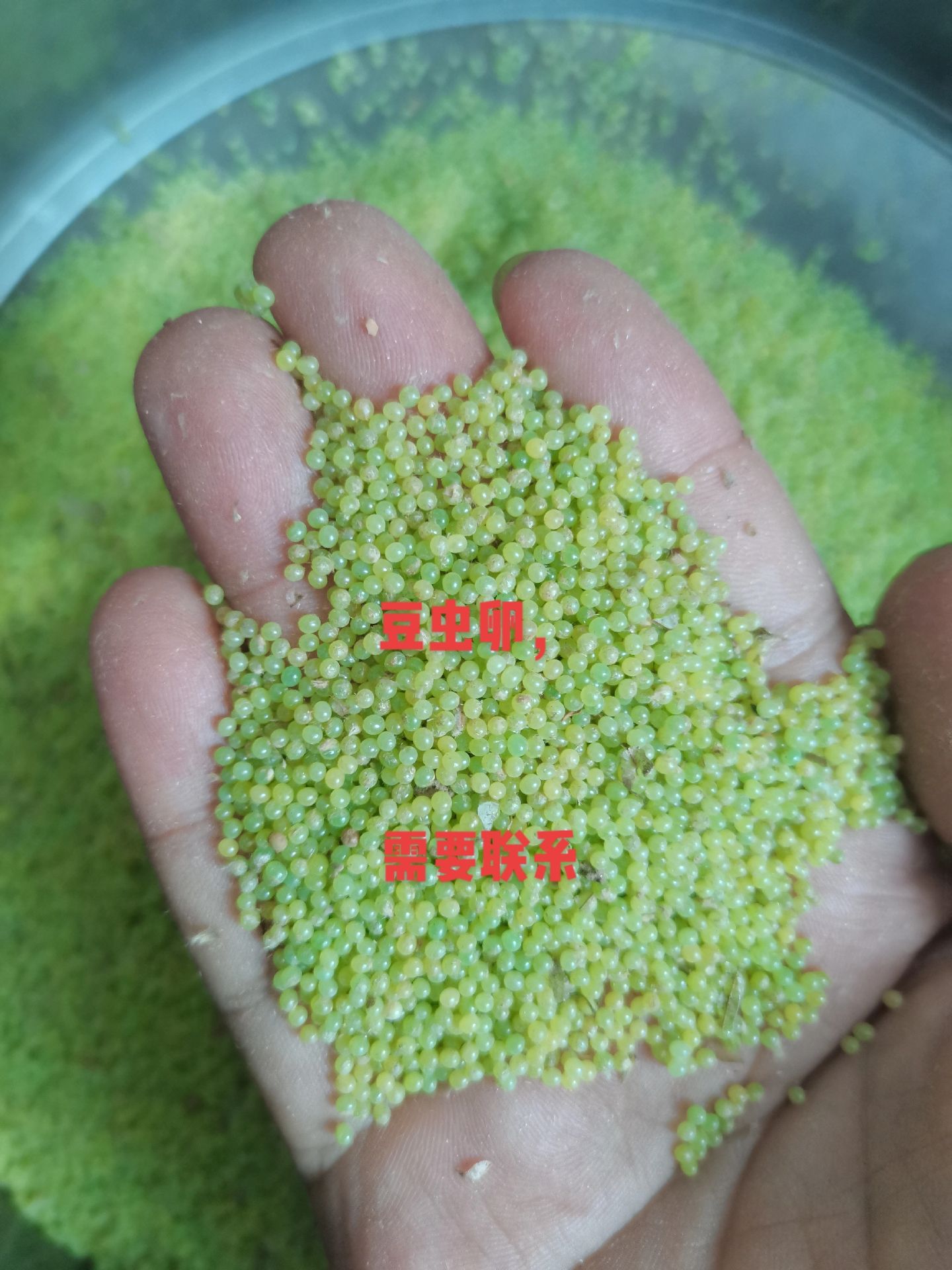  豆虫卵豆丹卵豆虫豆丹种苗