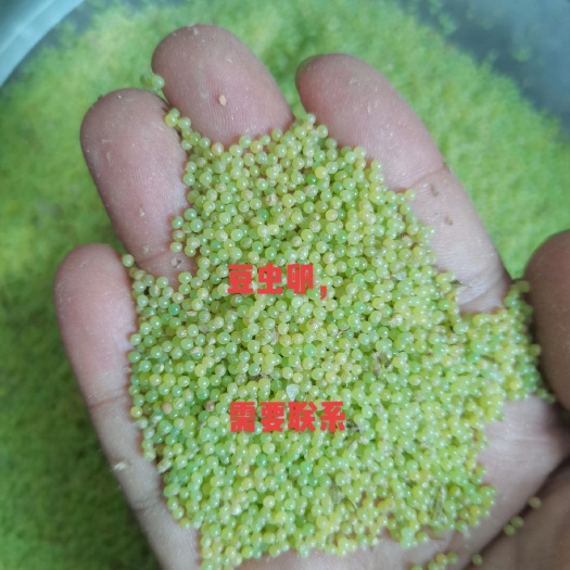 豆虫卵豆丹卵豆虫豆丹种苗