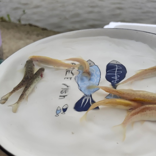 虹鳟鱼鱼苗 虹鳟鱼苗。七色鱼(金鳟鱼苗、淡水三文鱼、虹鲑) 虹鳟鱼