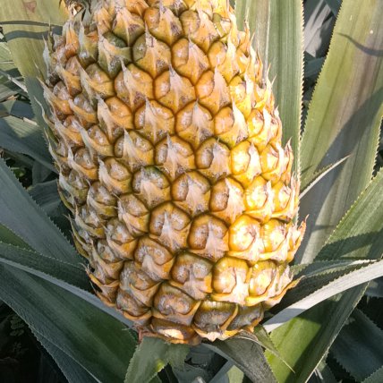 屏边苗族自治县 六公两起步的，云南香水菠萝，需要的可以联系我