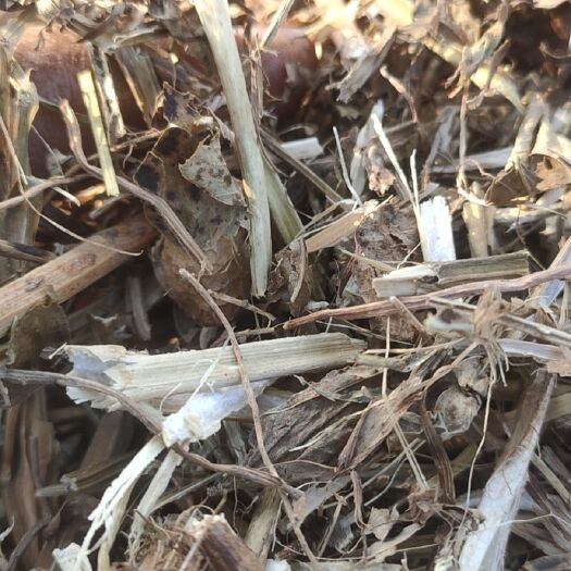 泗县 柔丝花生秧