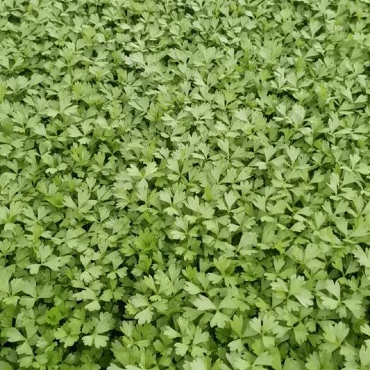 银川香芹 三叶香大量批发