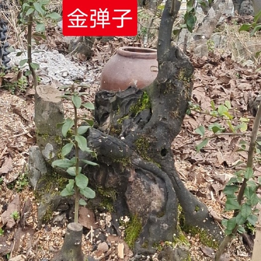 毕节金弹子老桩盆景盆栽