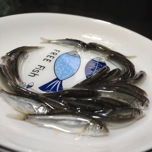 眉山雅鱼苗、洋鱼，齐口裂腹鱼、细甲鱼苗、齐口细鳞鱼苗，