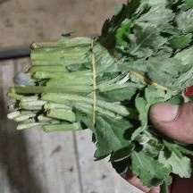 新沂市 菊花苗 幽香苗 金善苗  白菊花苗 黄菊花苗