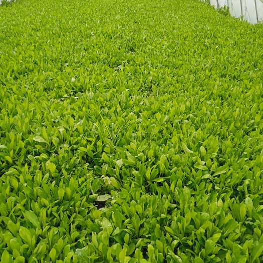 平湖市 精品马兰头