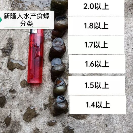 荆州石螺 ，4月24号（各种规格下单点）