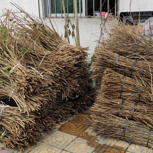 大叶枸杞。枸杞种，枸杞芽种