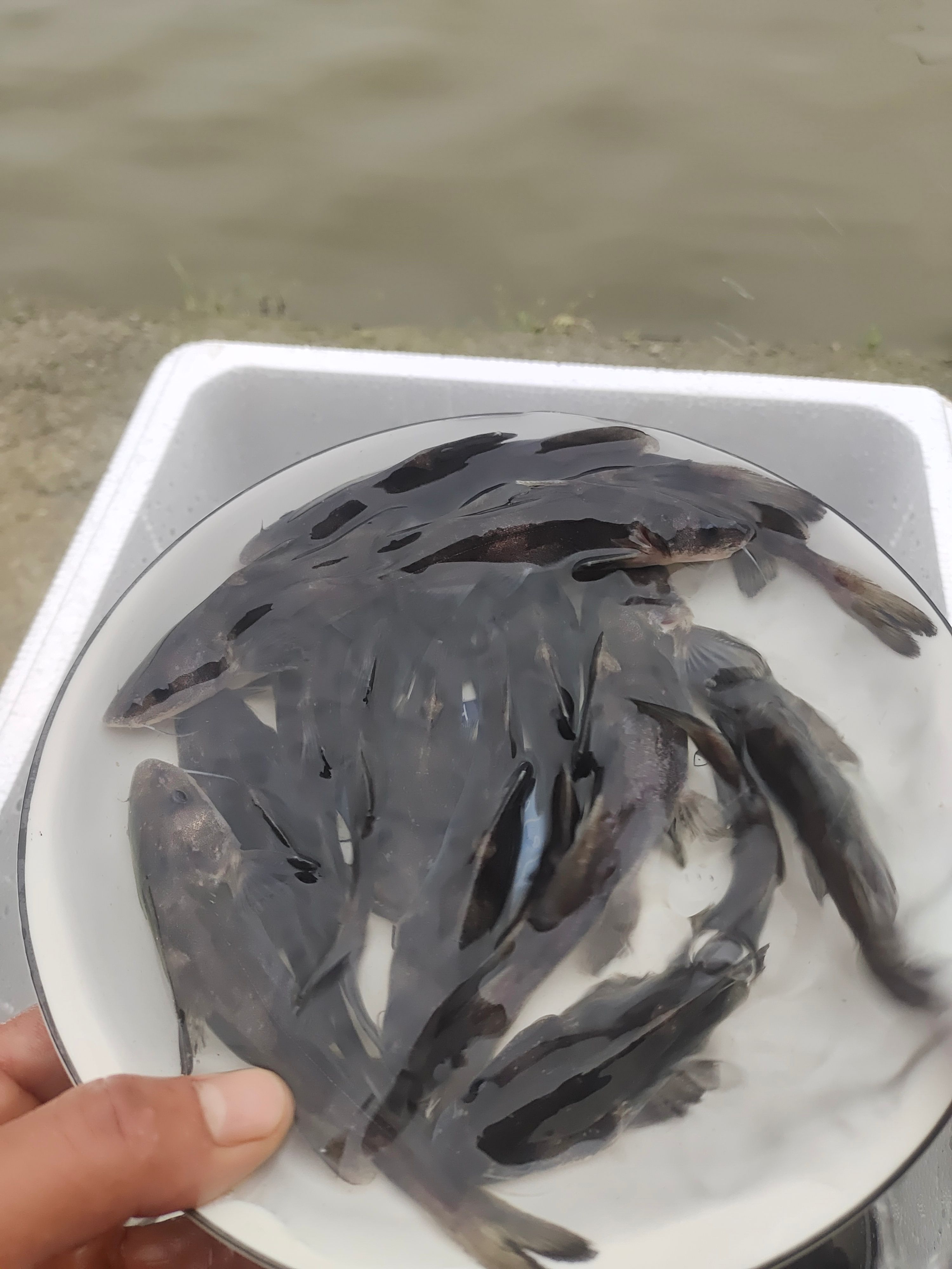 眉山 长吻鮠鱼苗（鮰鱼，江团，肥沱，肥王鱼，淮王鱼）江团鱼苗