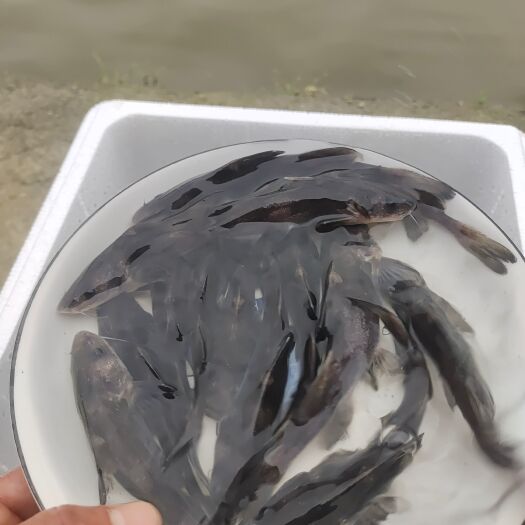 眉山 长吻鮠鱼苗（鮰鱼，江团，肥沱，肥王鱼，淮王鱼）江团鱼苗