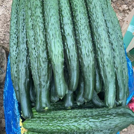 夏邑县刺黄瓜 精品黄瓜