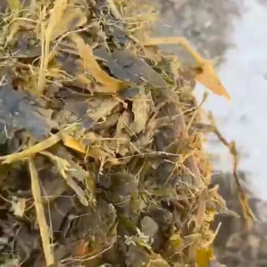 呼和浩特玉米秸秆青储