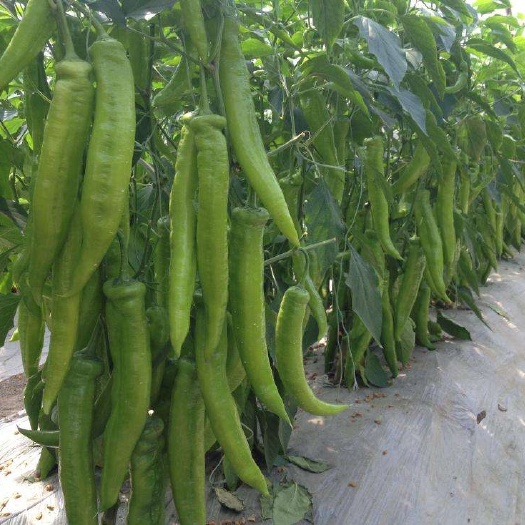 昆明 羊角椒，牛角椒，粗尖椒，4月新鲜上市，当天采摘，当天发货
