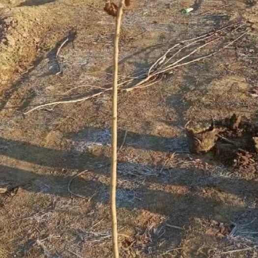 定州市黄栌-黄栌地经1cm营养钵苗大量出售，工程绿化专用