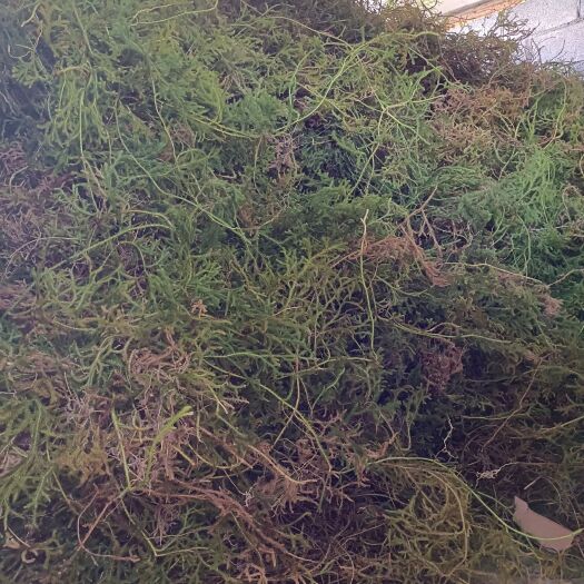 荔波县大伸筋草 伸筋草  通货  不包邮