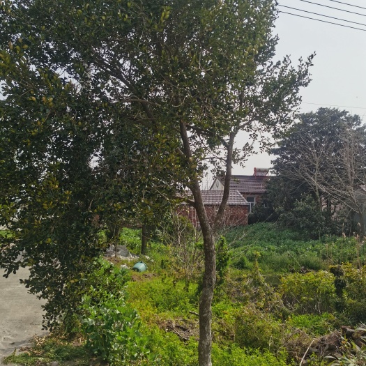 东台市 小叶黄杨