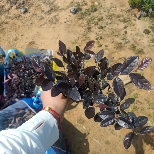 博罗县地被苗.红继木 双面红