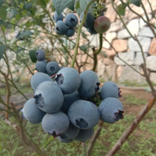 大连蓝莓