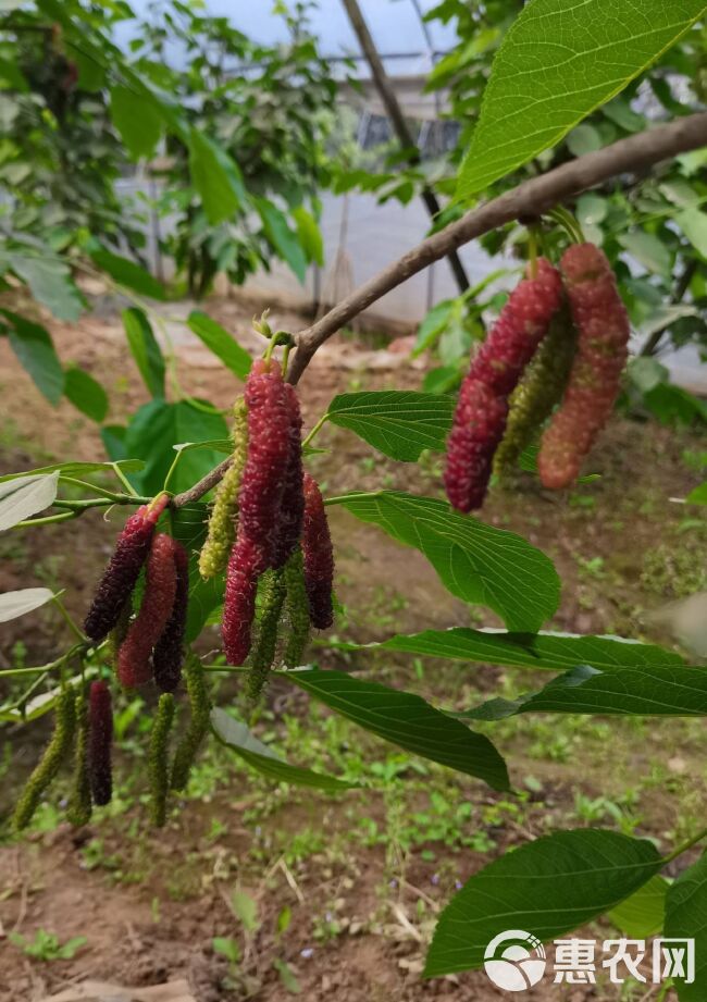 长果桑苗 长果桑树苗，水果桑葚，当年种植当年结果，含糖量20以上。