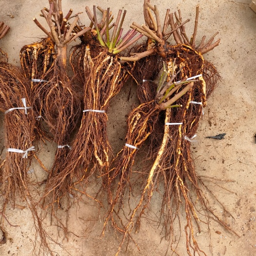 涞水县无刺蔷薇 无刺蔷薇实生根 提根