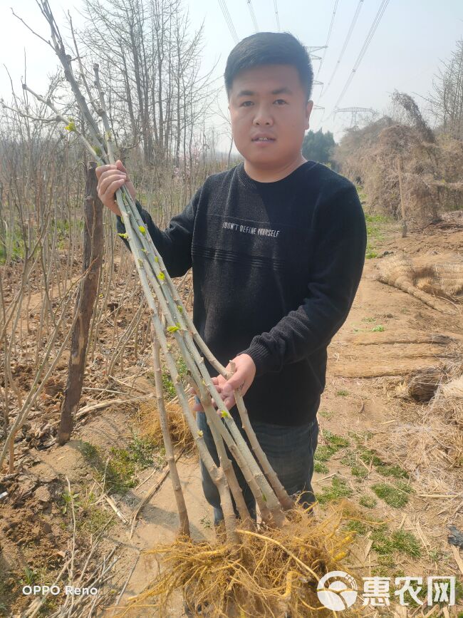 长果桑苗 长果桑树苗，水果桑葚，当年种植当年结果，含糖量20以上。