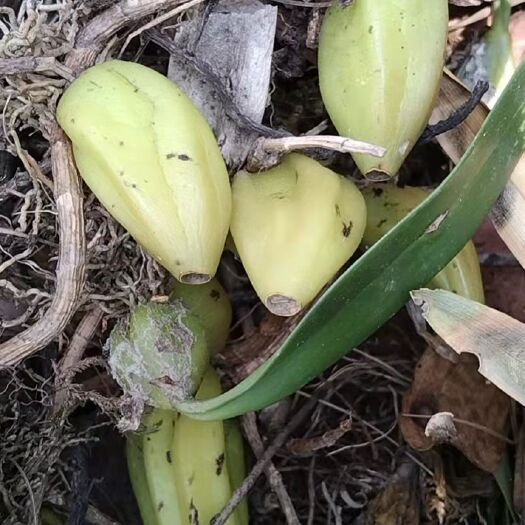 昌宁县麦穗石豆兰 石豆