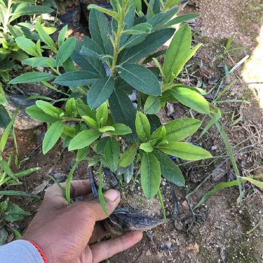 博罗县 毛杜鹃
