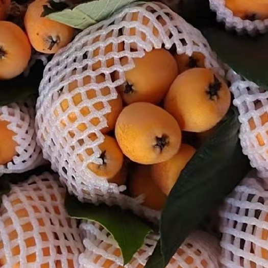 翁源县枇杷