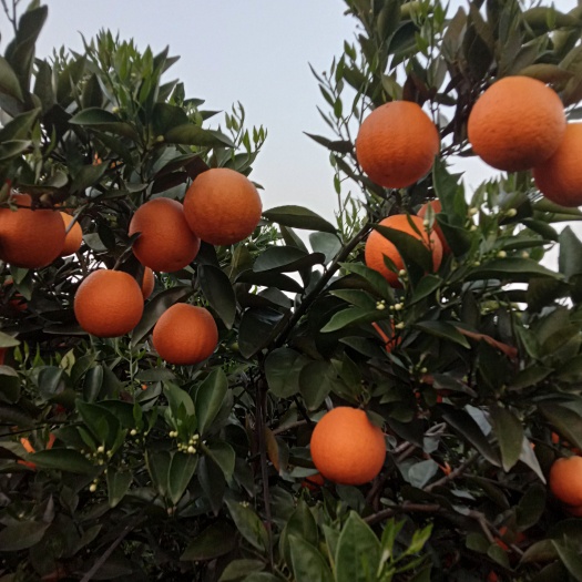 阳朔县夏橙 广西壮族自治区桂林市阳朔县
