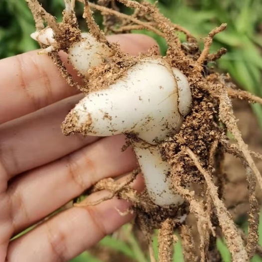 宜良县紫花白芨苗  紫花三叉小白芨 组培瓶苗。